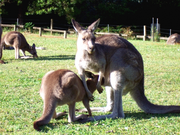 Zdjęcie z Australii - Do torby sie nie miesci..