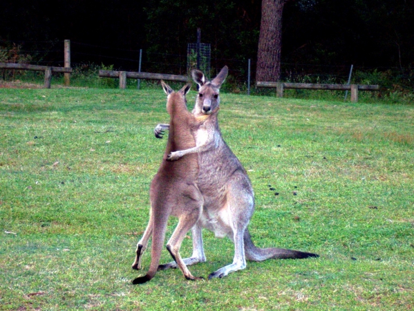 Zdjęcie z Australii - Bo do tanga trzeba dwojga