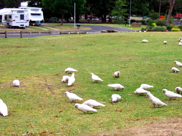 Zdjęcie z Australii - Stado papug corella...