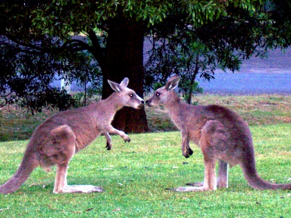 Zdjęcie z Australii - Od sprzeczki...