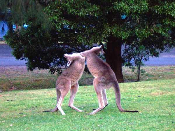 Zdjęcie z Australii - ...do bojki :)