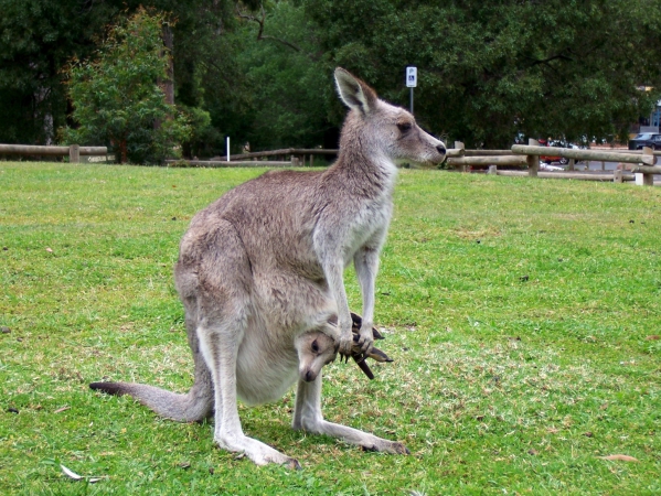 Zdjęcie z Australii - Ledwo sie miesci w torbie