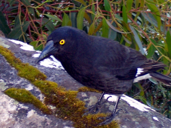 Zdjęcie z Australii - Ciekawski currawong