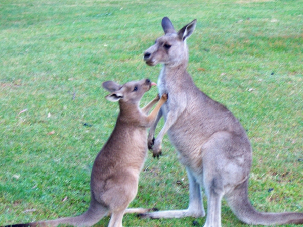 Zdjęcie z Australii - Dalbym ci buzi...