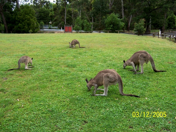 Zdjęcie z Australii - Miejski trawnik...