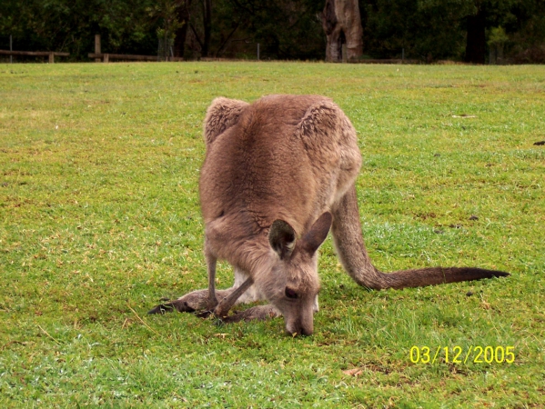 Zdjęcie z Australii - Jaka dobra trawka!