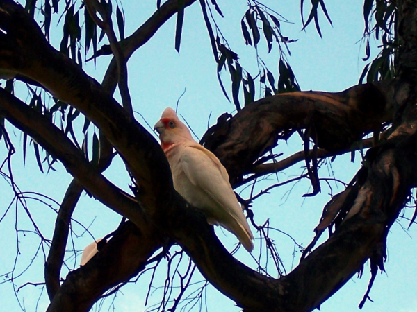 Zdjęcie z Australii - Corella