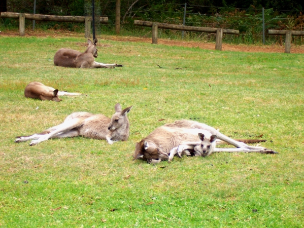 Zdjęcie z Australii - Sjesta poobiednia