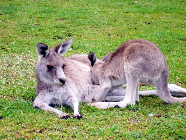Zdjęcie z Australii - Mlody kangurek...