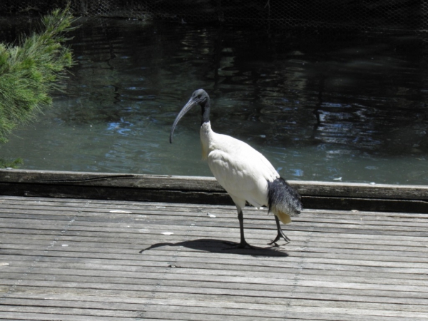 Zdjęcie z Australii - ibis
