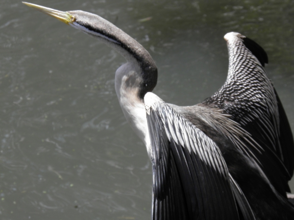 Zdjęcie z Australii - kormoran