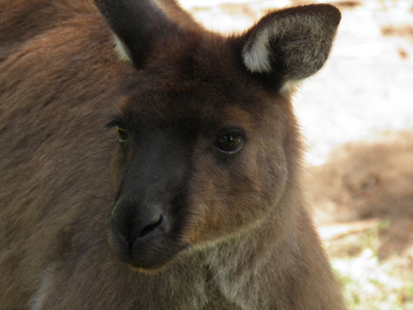 Zdjęcie z Australii - kangur