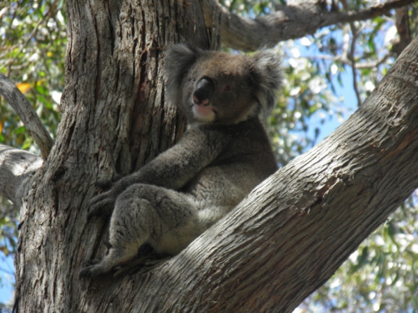 Zdjęcie z Australii - koala