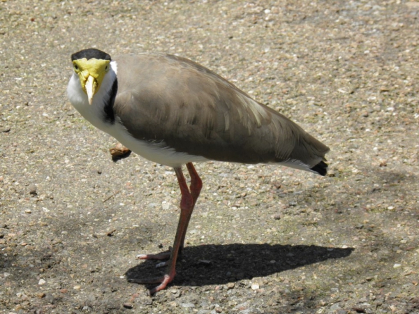Zdjęcie z Australii - 