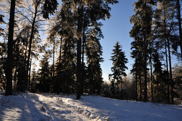 Zdjęcie z Polski - Las na Kaszubach