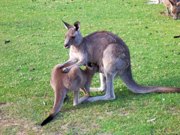 Zdjęcie z Australii - Ty sobie ssij mleczko...