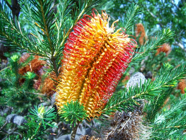 Zdjecie - Australia - Góry Grampians - część południowa