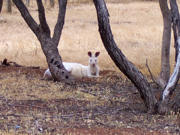 Zdjęcie z Australii - Kangur albinos...