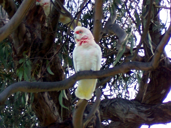 Zdjęcie z Australii - Papuga corella