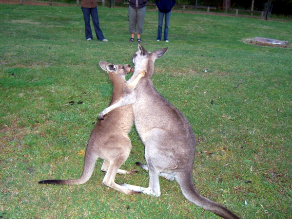 Zdjęcie z Australii - Przyjaciele  :)