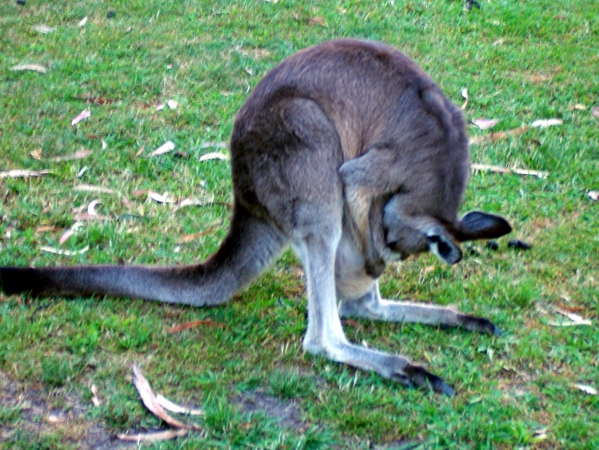 Zdjęcie z Australii - Jak sie masz maluszku?