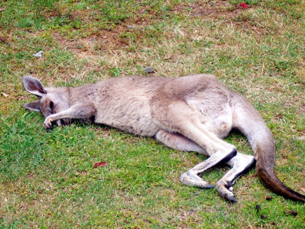 Zdjęcie z Australii - Teraz pan ma relaks...