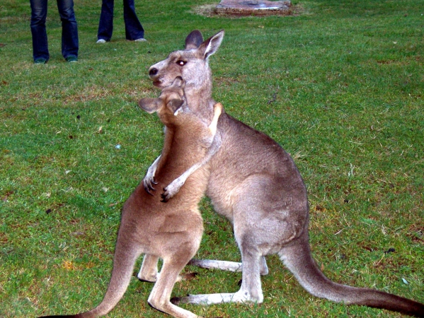 Zdjęcie z Australii - Kangurkowe igraszki :)