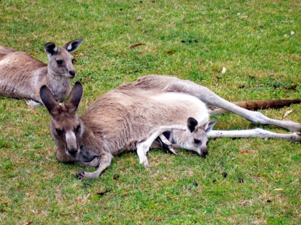Zdjęcie z Australii - Nie ma jak u mamy!