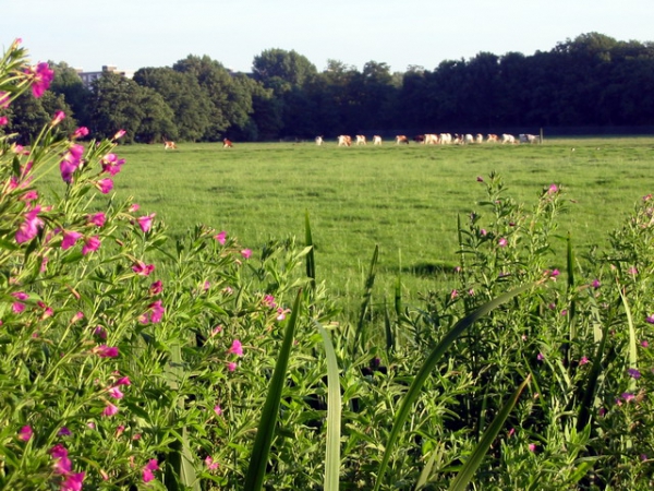 Zdjęcie z Holandii - Park miejski - Haga.