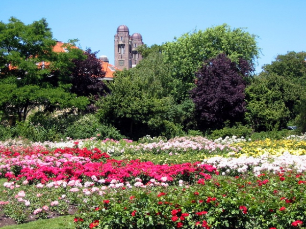 Zdjęcie z Holandii - Rosarium - Haga.