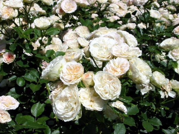 Zdjęcie z Holandii - Haga - Rosarium.