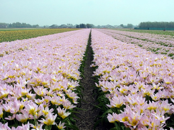 Zdjęcie z Holandii - Lisse.