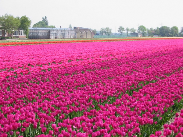 Zdjęcie z Holandii - Lisse.