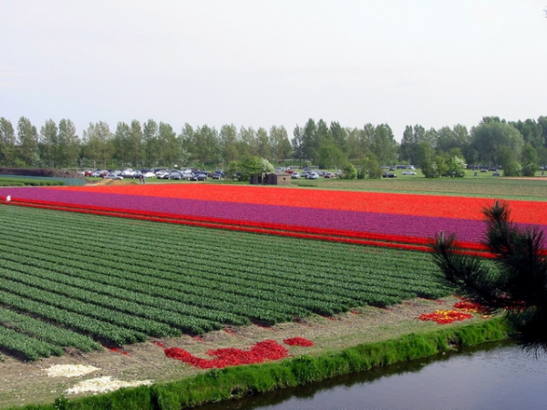 Zdjęcie z Holandii - Czas zbiorów.