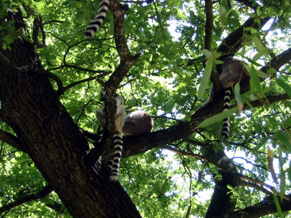 Zdjęcie z Holandii - Małpie ZOO Apenheul.