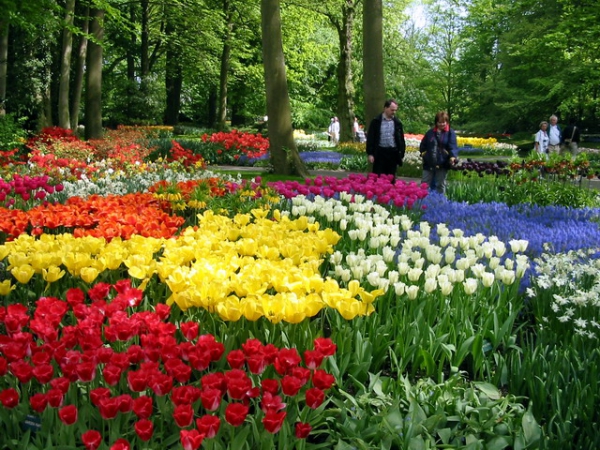 Zdjęcie z Holandii - Ogród Keukenhof.