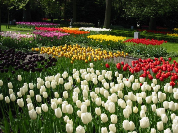 Zdjęcie z Holandii - Ogród Keukenhof.