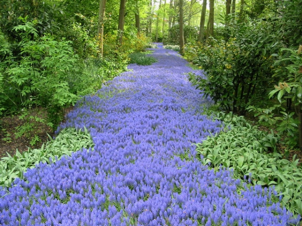 Zdjęcie z Holandii - Ogród Keukenhof.