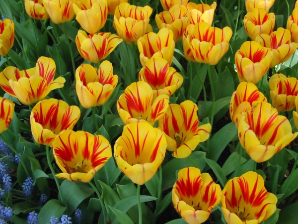 Zdjęcie z Holandii - Ogród Keukenhof.