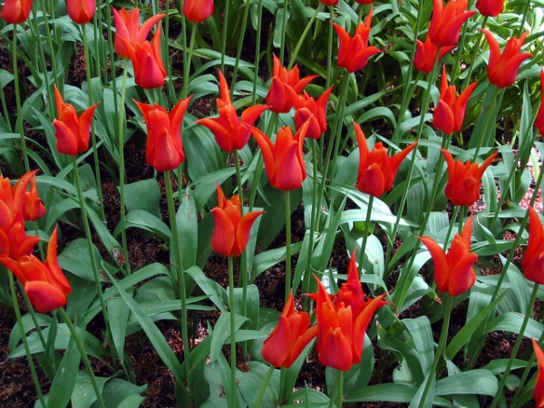 Zdjęcie z Holandii - Ogród Keukenhof.