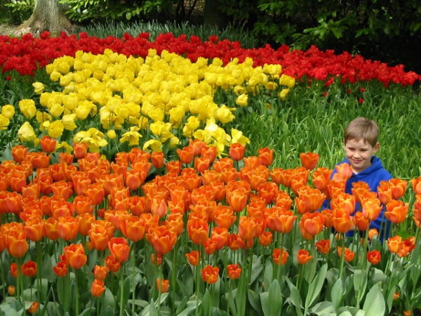 Zdjęcie z Holandii - Ogród Keukenhof.