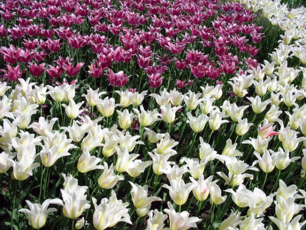 Zdjęcie z Holandii - Ogród Keukenhof.