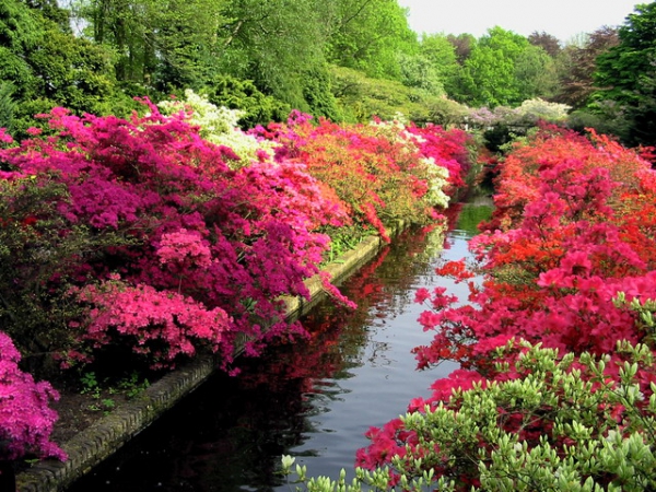 Zdjęcie z Holandii - Ogród Keukenhof.