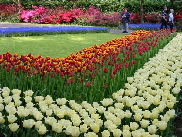 Zdjęcie z Holandii - Ogród Keukenhof.