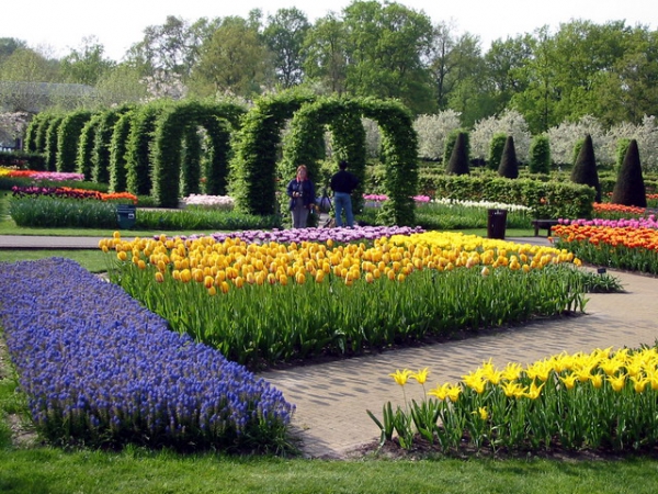 Zdjęcie z Holandii - Ogród Keukenhof.