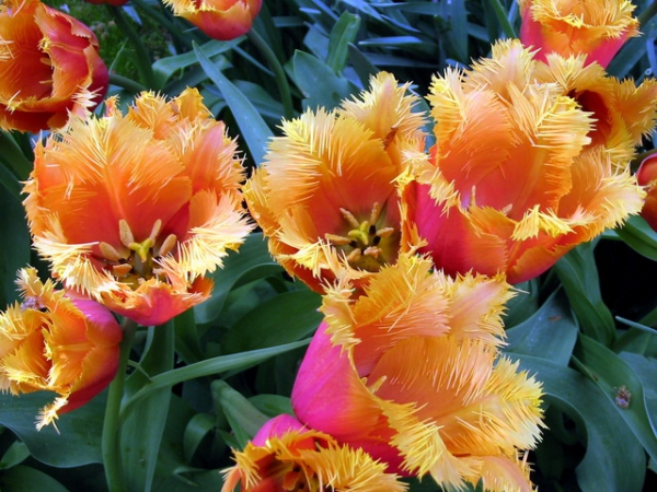 Zdjęcie z Holandii - Ogród Keukenhof.