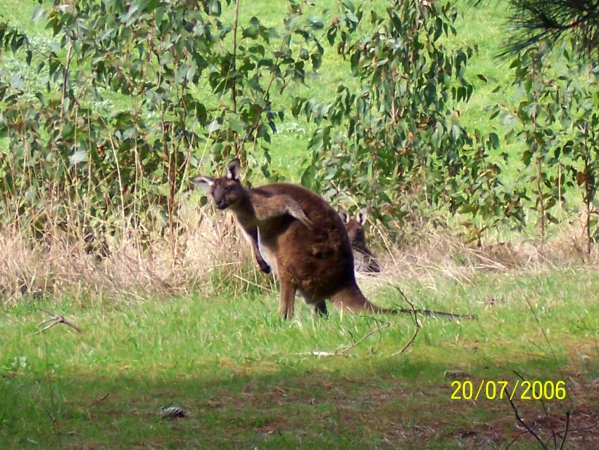 Zdjęcie z Australii - Zadek go swedzi...