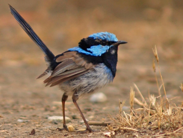 Zdjęcie z Australii - Malutki ptaszek blue wren