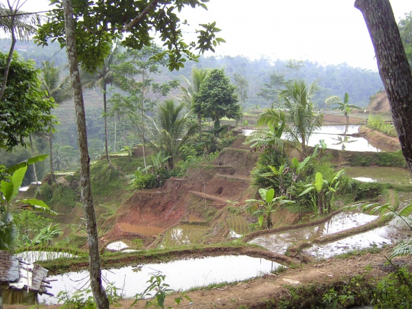 Zdjęcie z Indonezji - JAWA