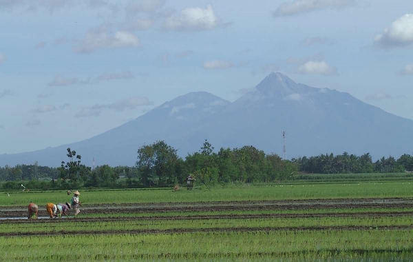 Zdjęcie z Indonezji - JAWA